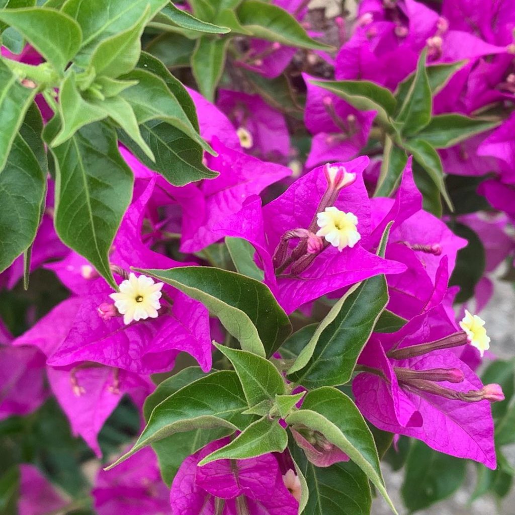 Loud & proud with gnarly stems & totally in your face’ flowers #bougainvillea gr...