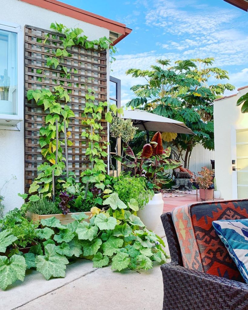 This is our first year successfully growing a vegetable garden, also our first y...