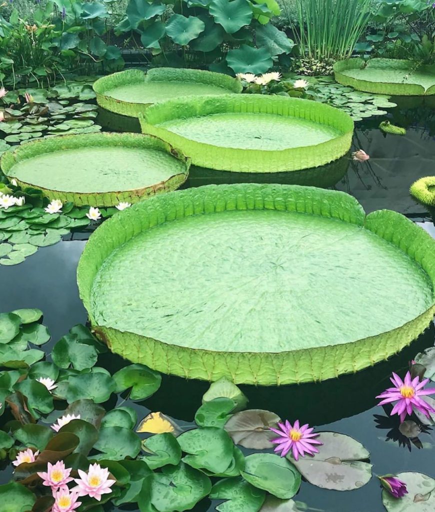 A water lily moment from @loveshovel ‘s visit to @longwoodgardens Should we add ...