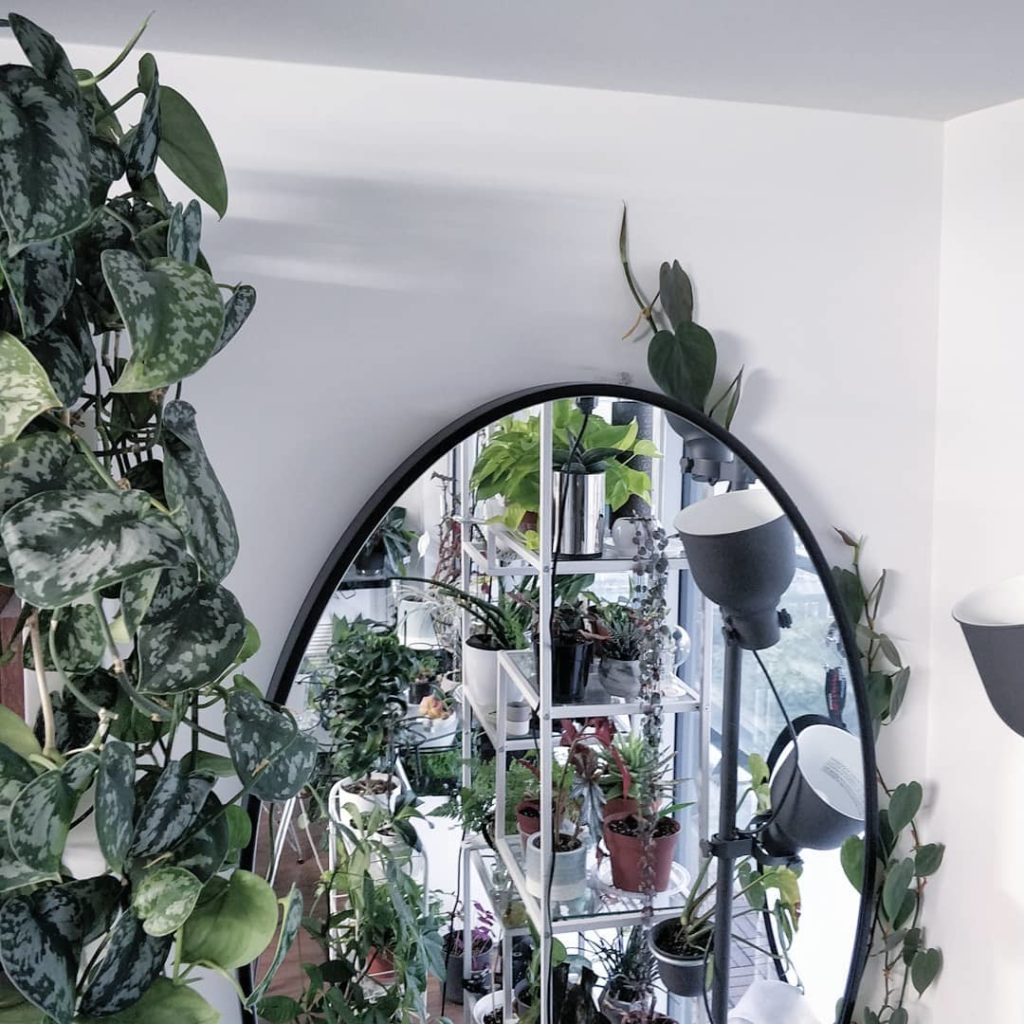 We have a winner in the vine race to the top of the mirror! Debating whether to ...