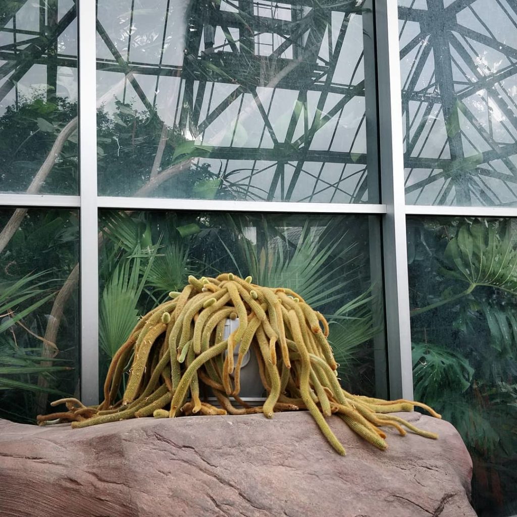 houseplantjournal: Not sure what type of cactus this is but I like the separation of the lush tropi… Not sure what type of cactus this is but I like the separation of the lush tropi...