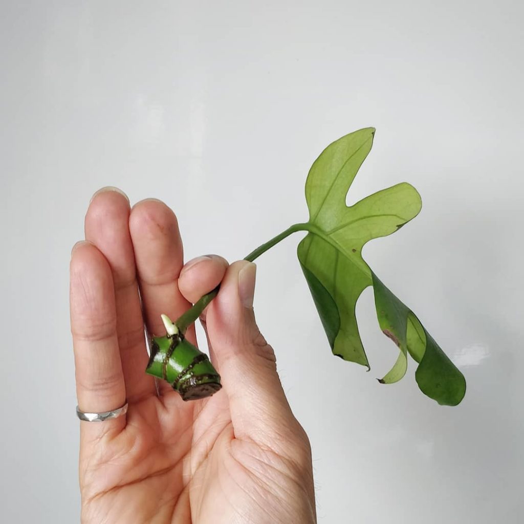 houseplantjournal: Stem growth!!! I was saddened by the rotting of my very first Rhaphidophora tetr… Stem growth!!! I was saddened by the rotting of my very first Rhaphidophora tetr...