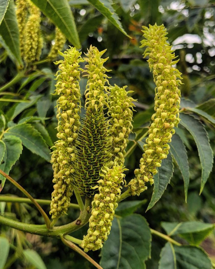 marielouiseagius: #rare & supercool : Platycarya strobilacea : currently #flowering – the #male #f… #rare & supercool : Platycarya strobilacea : currently #flowering - the #male #f...