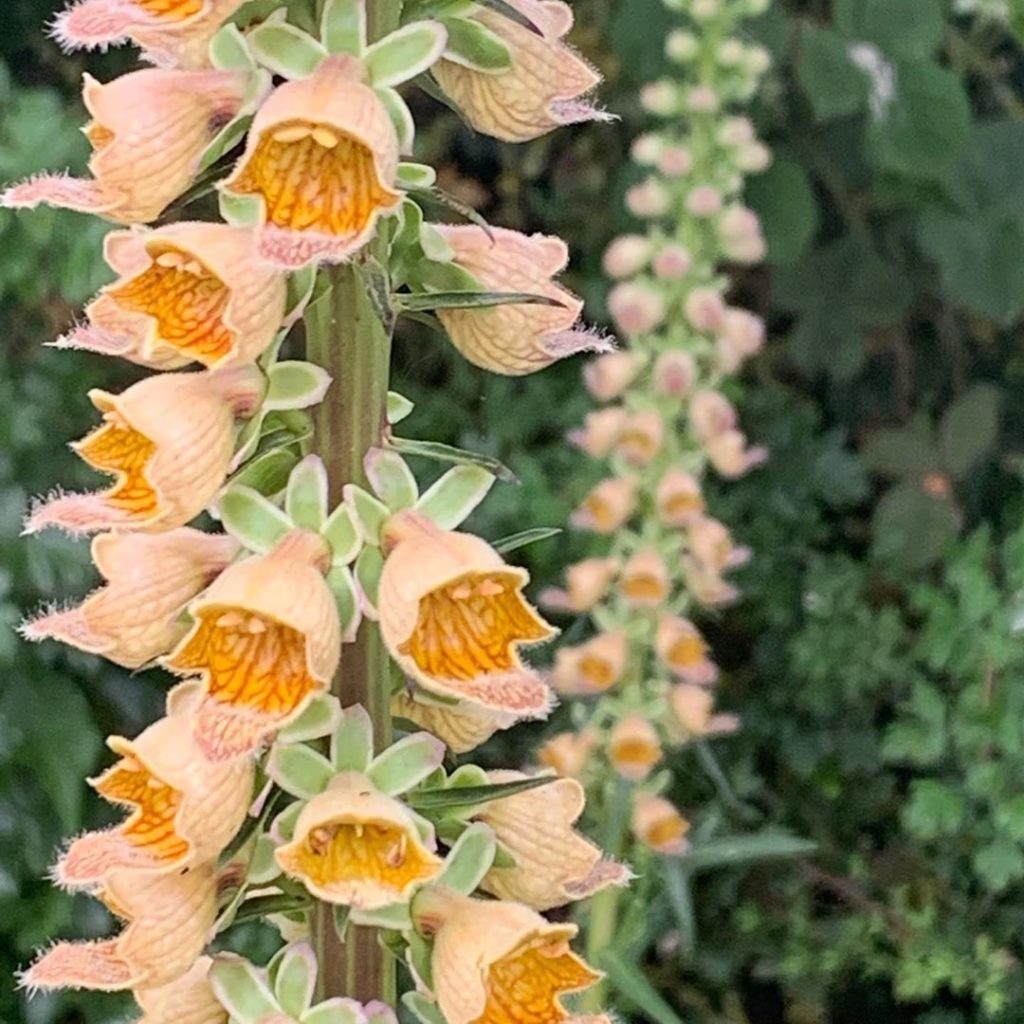 kategouldgardens: Flowering later than most Foxgloves, the lovely rusty Digitalis ferruginea is we… Flowering later than most Foxgloves, the lovely rusty Digitalis ferruginea is we...
