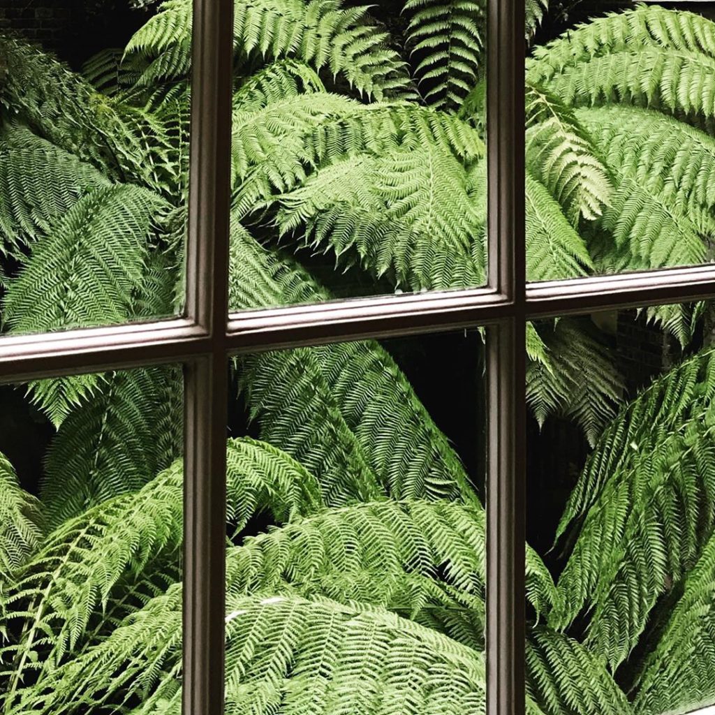 sheilajacklandscapes: Rear window #shady #solution #dicksonia #courtyardgarden #gardendesign .
. .
.
…. Rear window #shady #solution #dicksonia #courtyardgarden #gardendesign .
. .
.
....