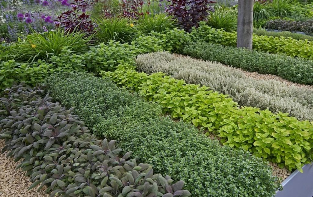 Herbs are delicacies of the summer garden. Are you growing any?
.
If you're gard...