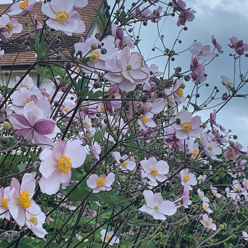 kategouldgardens: Light, airy and elegant, also a total horticultural thug. I do love Japanese Ane… Light, airy and elegant, also a total horticultural thug. I do love Japanese Ane...