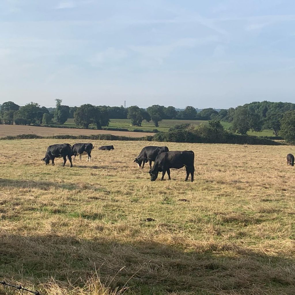 The obligatory #kilimanjaro training this weekend for @perennialgrbs. Back in my...