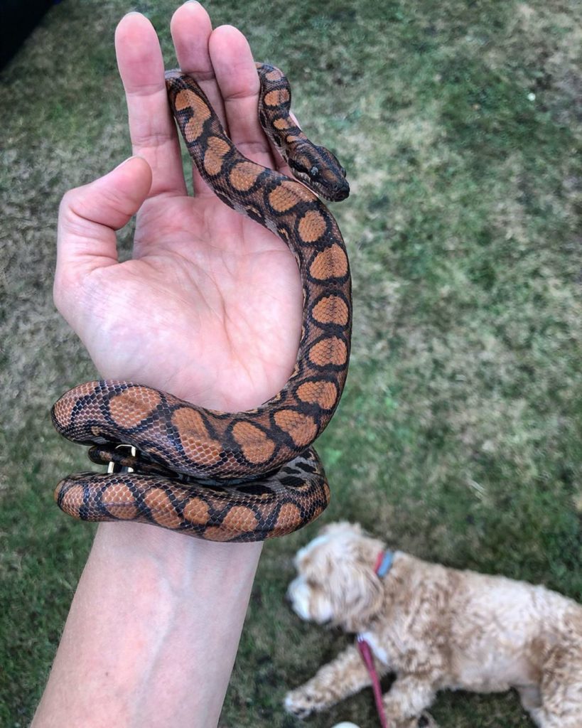 Laid back #pooch : average #villagefete : watch it #breathe...