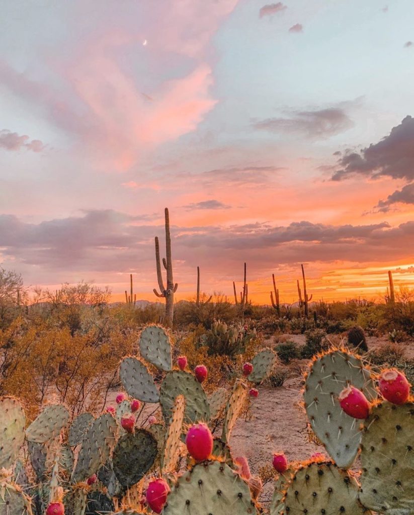 The goal: to retire in a place surrounded by cacti. Photo by @thejoshuatreehouse...