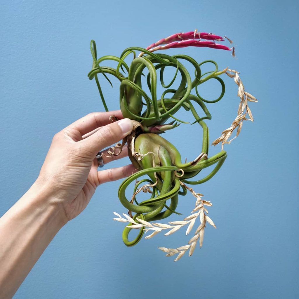 My big Tillandsia caput-medusae is on its 4th generation! 2️⃣ I'm ...