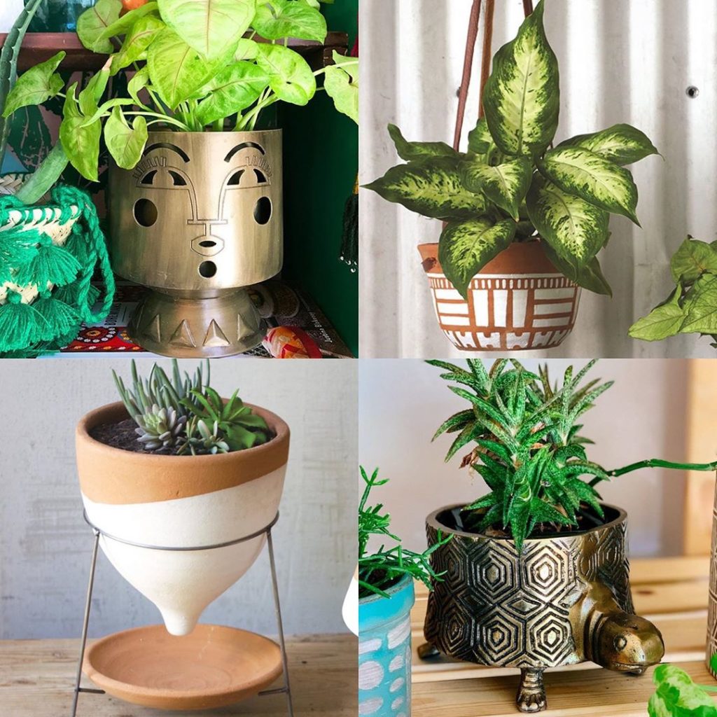 What’s your planter personality?
1.) Always Anthropomorphize 
2.) Loves to hang ...