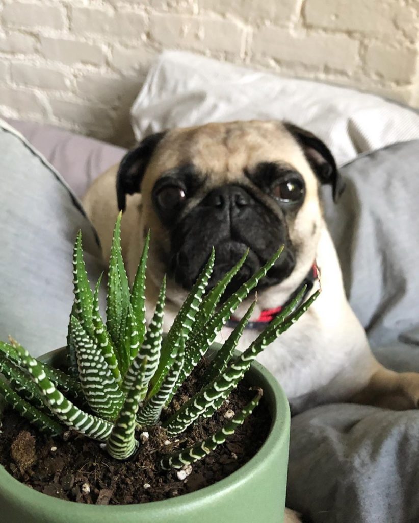 Please meet our friend Pancake (who likes Haworthia zebras more than she lets on...