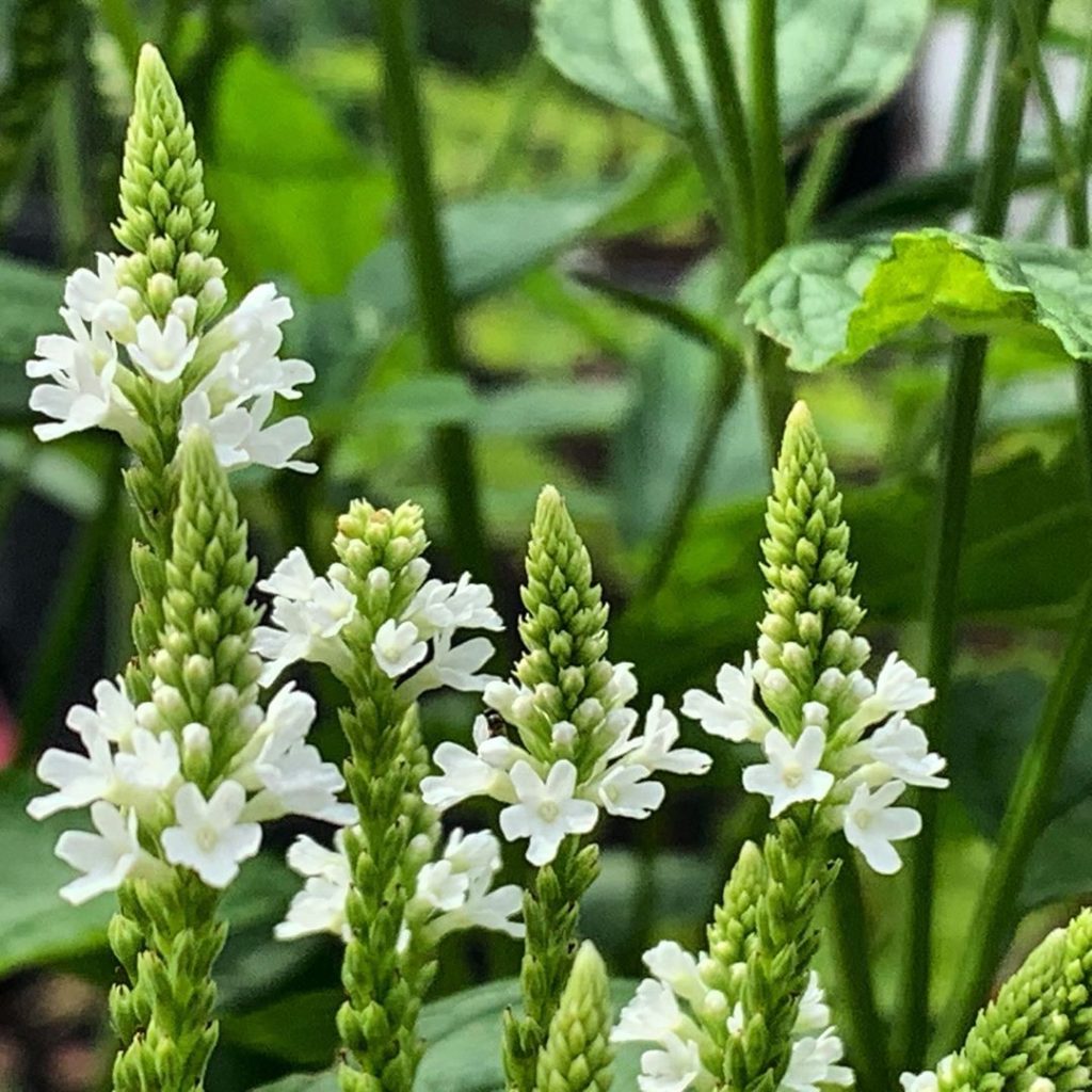 Pure white mini candles on a little compact plant #verbenahastata - love this li...
