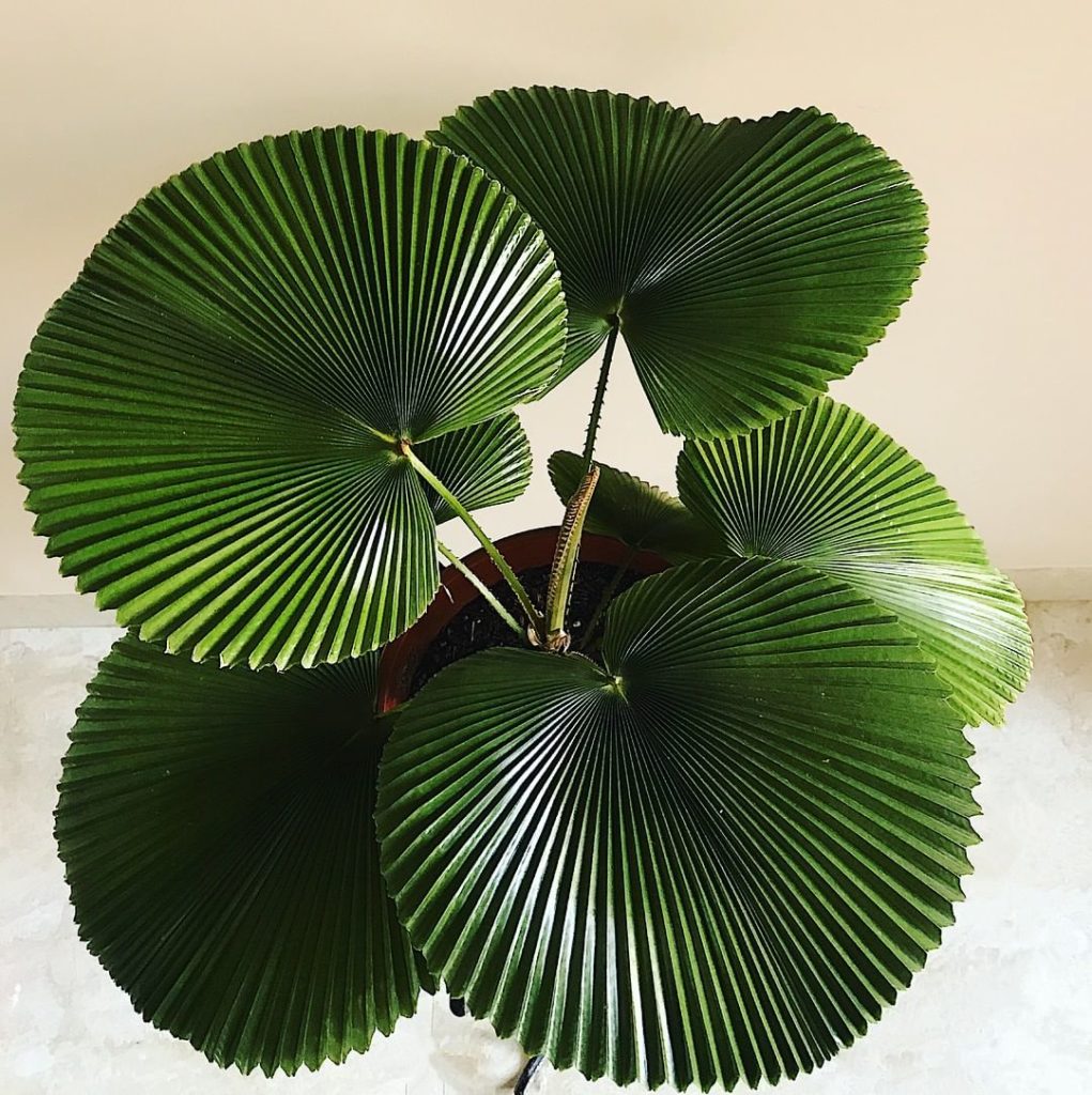 Can't stop staring at @plantestanic's fan palm (AKA Licuala cordata). ...
