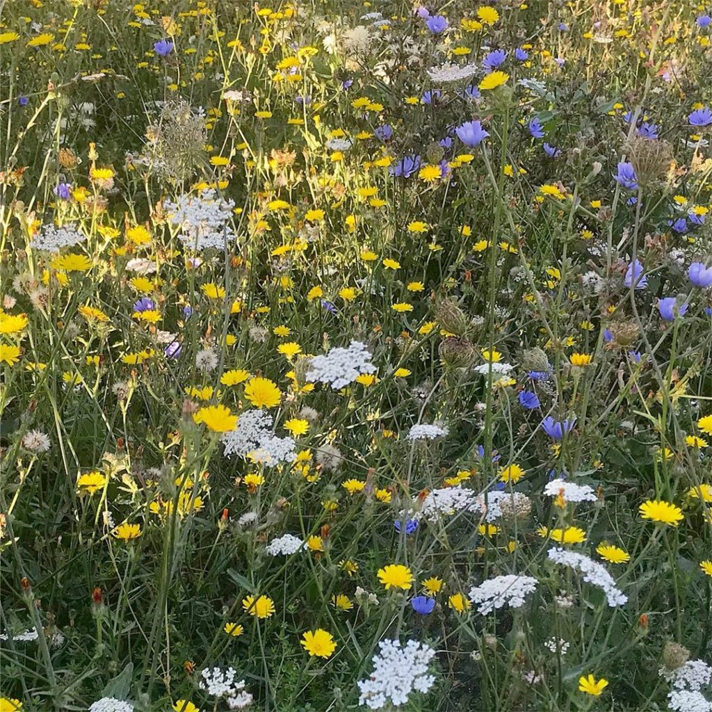 Colourfield #umbria #sunshine #meadow #daucuscatota #queenanneslace #chicory #na...