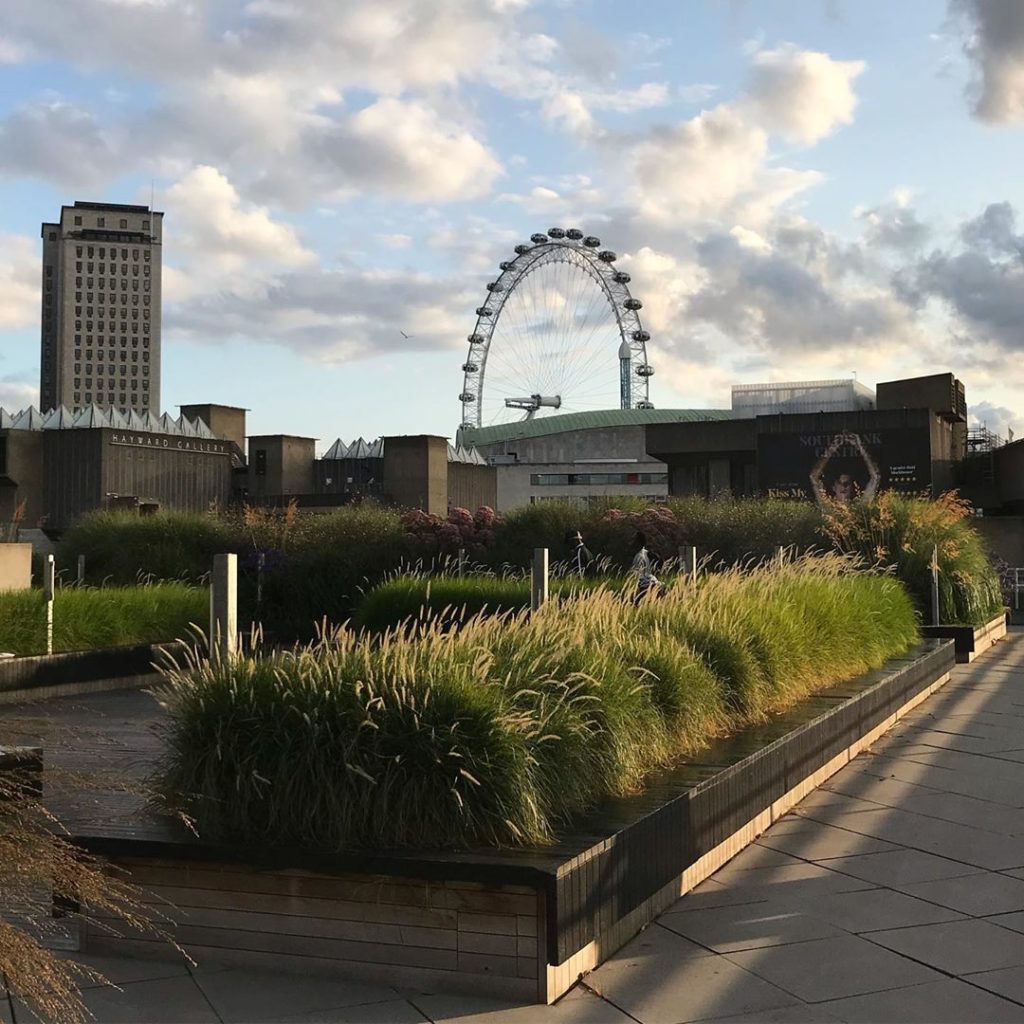 #massplanting of #pennisetum on the #roofterrace @nationaltheatre @londoneye #ev...