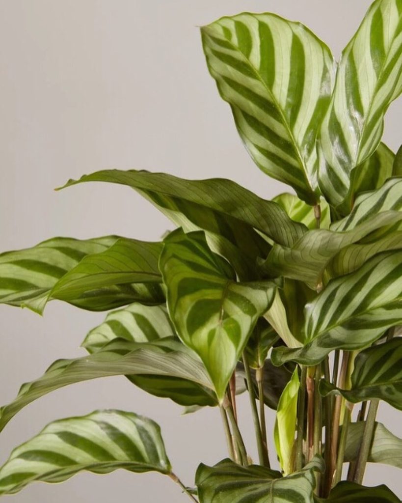 Bring prints and texture into your home with a patterned plant like our Calathea...