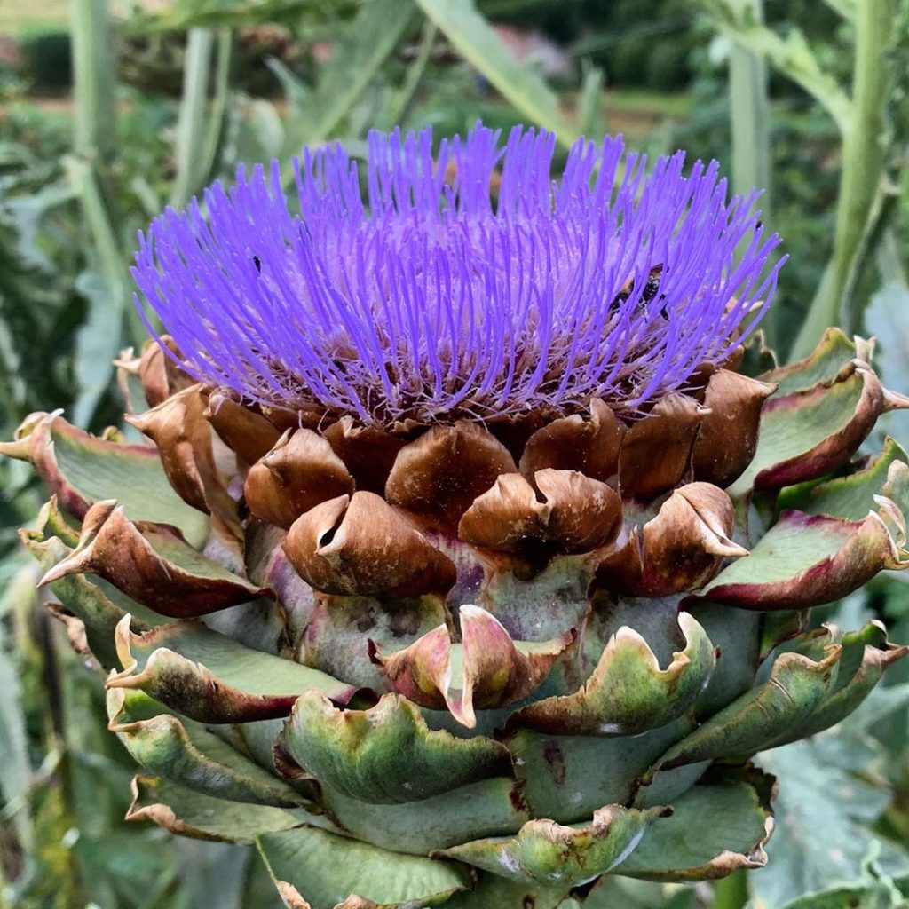 One of nature’s brilliant sculptures. Fabulous architectural silver leaves with ...