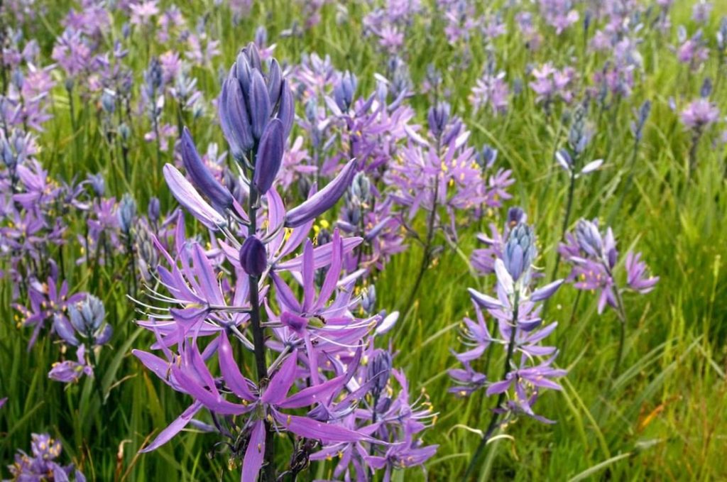 A garden is never done, right?
.
Now is a great time to plan for fall bulb plant...