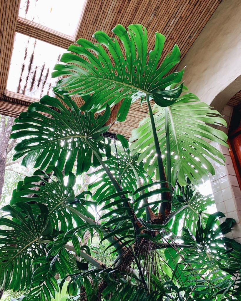 We're aspiring to grow as much as this incredible monstera. Photo via @upleaftin...
