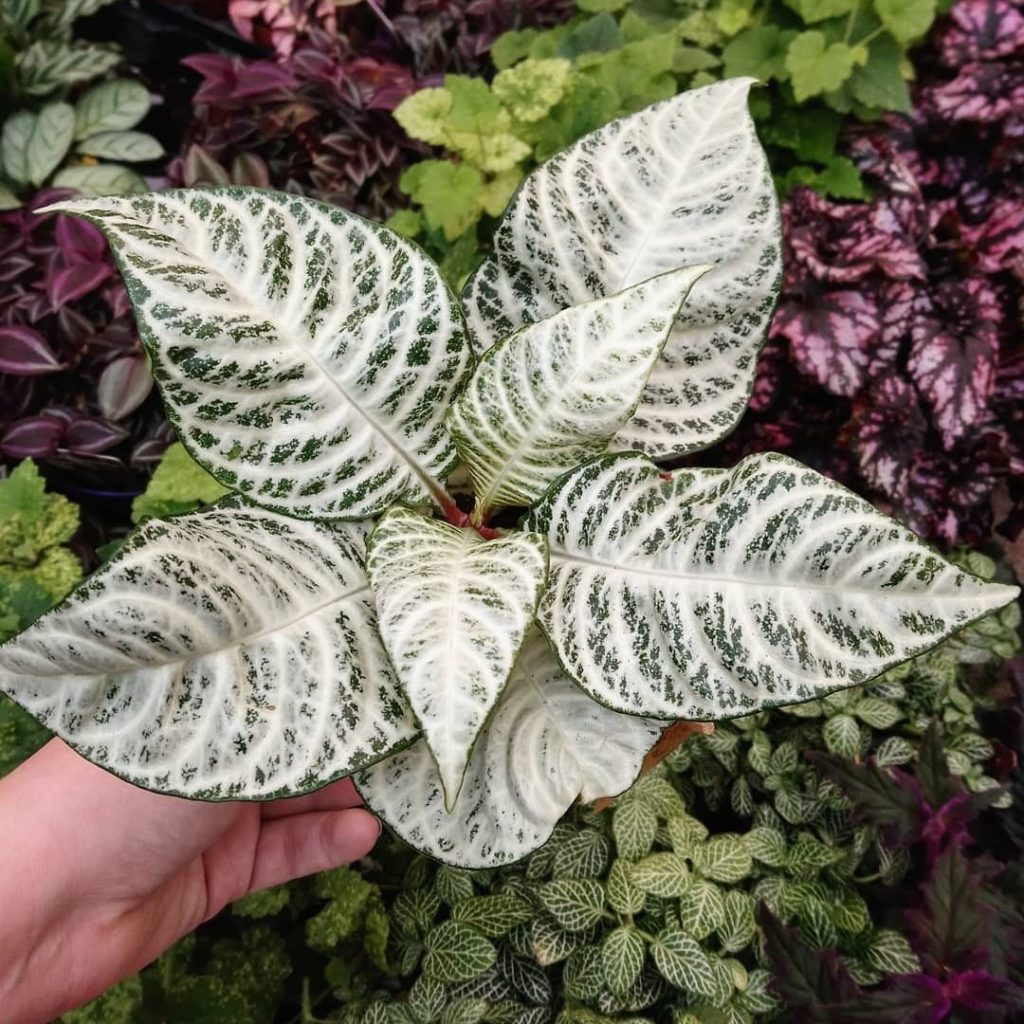 Living for these leaves on @prickly_payne's plant. ...