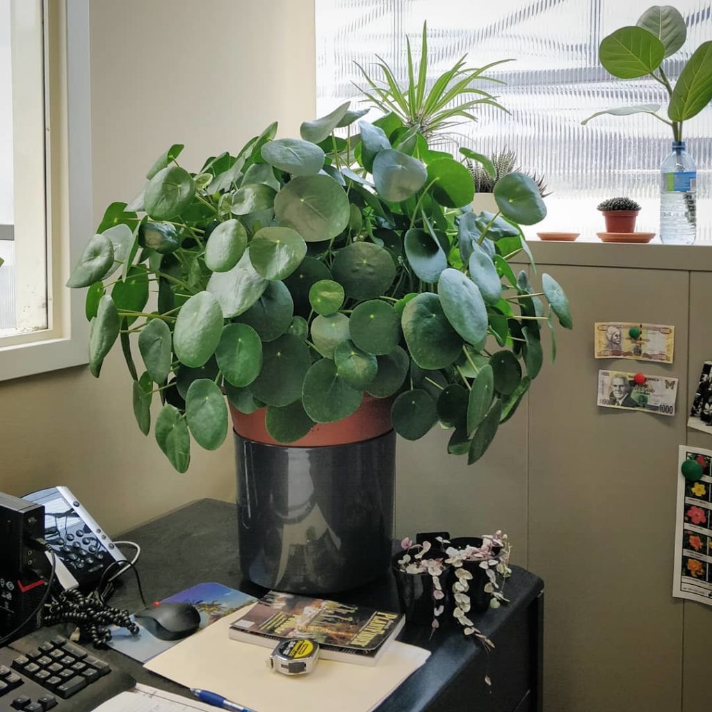 houseplantjournal: Dwight’s prized Pilea – not for sale. 2️⃣ The foliage was so dense… Dwight's prized Pilea - not for sale. 2️⃣ The foliage was so dense...