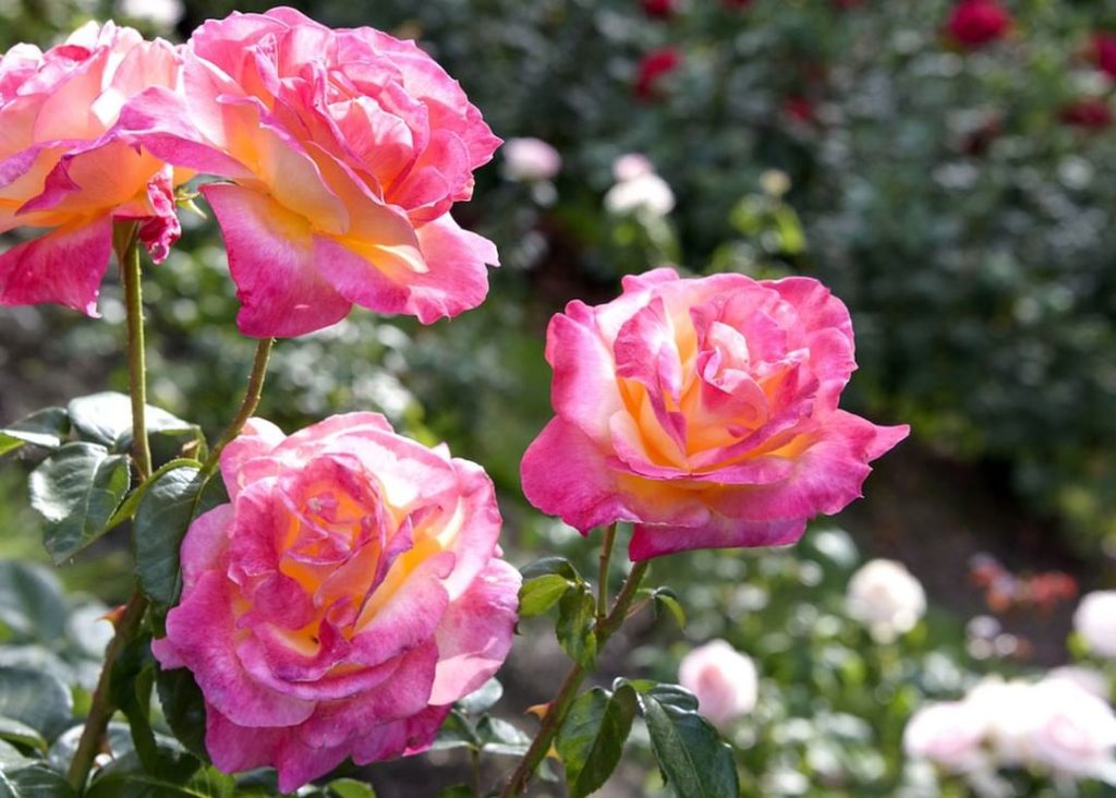 How are your roses looking?
.
This month, give your rose garden some love by kee...