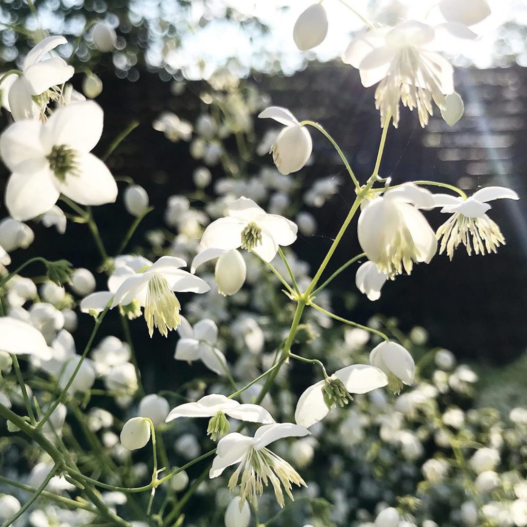 sheilajacklandscapes: One of those mornings… #weekend #thalictrum #inmygarden .
. .
.
.
#gardens #ga… One of those mornings... #weekend #thalictrum #inmygarden .
. .
.
.
#gardens #ga...