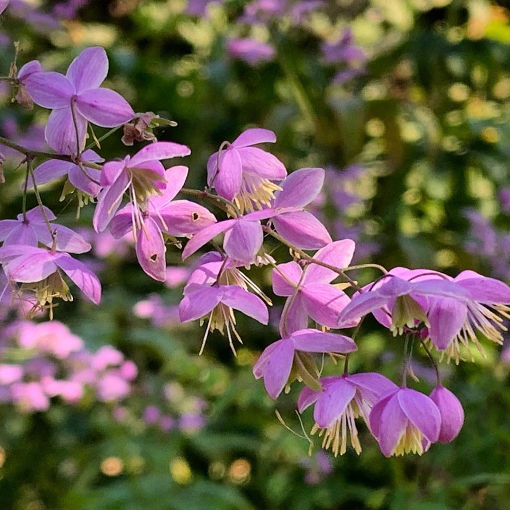 Mini tutus dancing on wiry stems.  #thalictrum may look delicate but given the r...