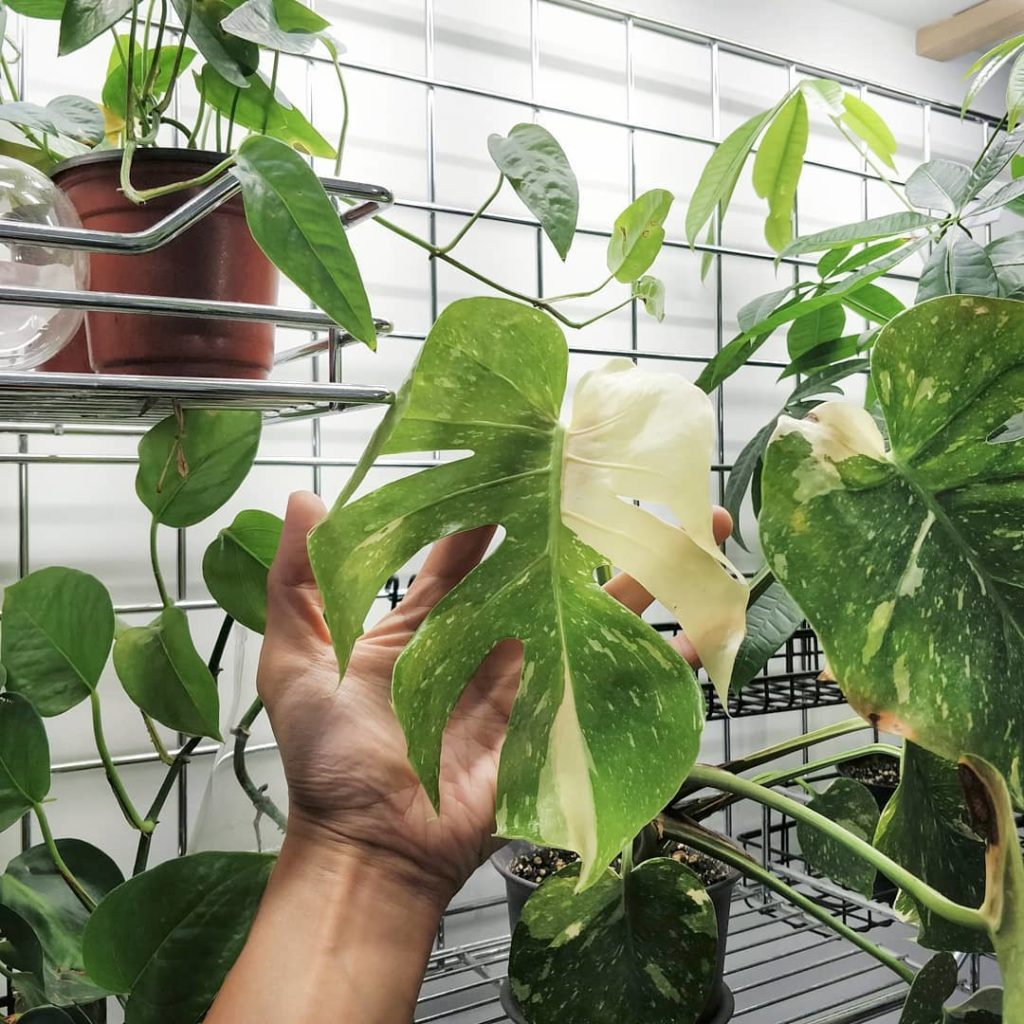 My Thai Constellation latest leaf: 5 fenestrations! The last two leaves only had...