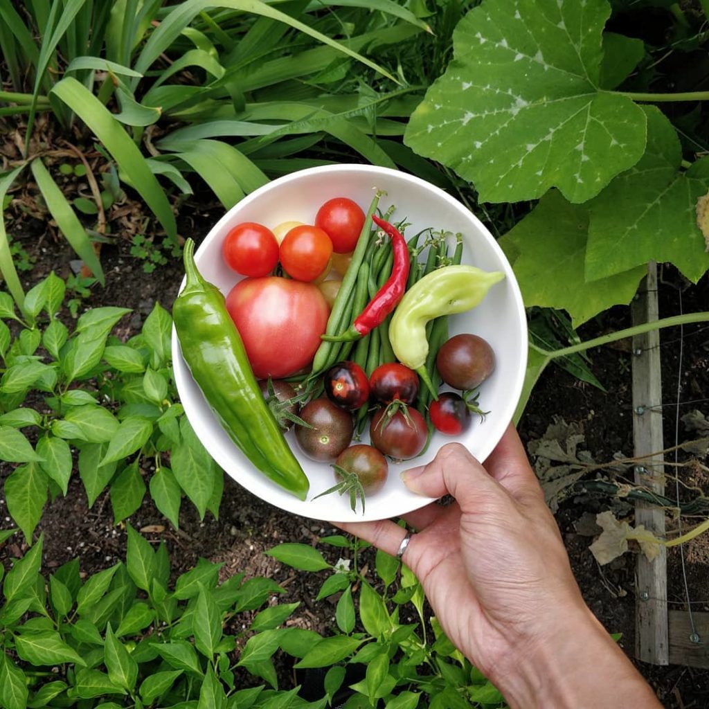 I didn't grow these but now I'm wishing for an outdoor garden. Thanks Jaz @toron...