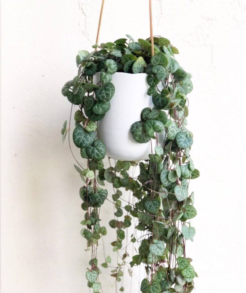 String of Hearts are 30% off today with code: ABC...
