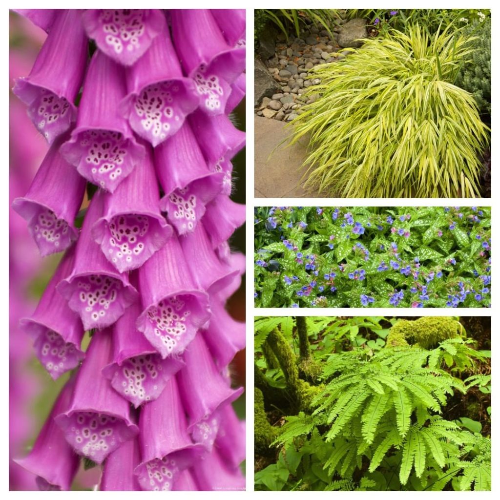 gardendesignmag: Psst…Wanna know a secret? We have a collection of shade plants for the garden … Psst...Wanna know a secret? We have a collection of shade plants for the garden ...