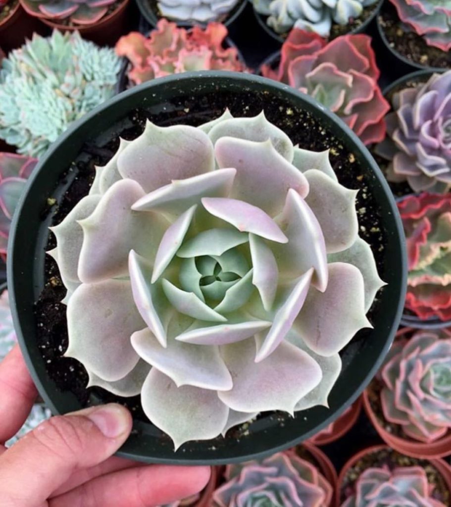 Did you know Echeveria Lola is a Hybrid created by Dick Wright and named after h...