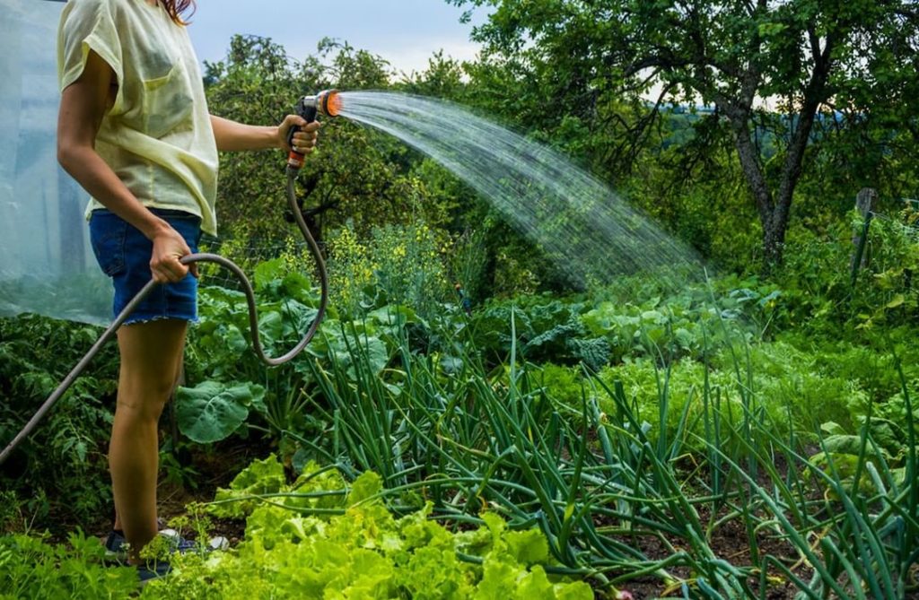 Gardening Tip: Whether you hand water or use an irrigation system, be sure you’r...