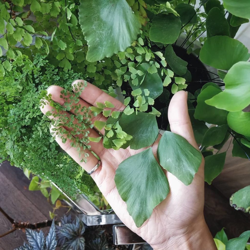 houseplantjournal: Growing my Adiantum collection!
Small leaves: Adiantum microphyllum
Medium leave… Growing my Adiantum collection!
Small leaves: Adiantum microphyllum
Medium leave...