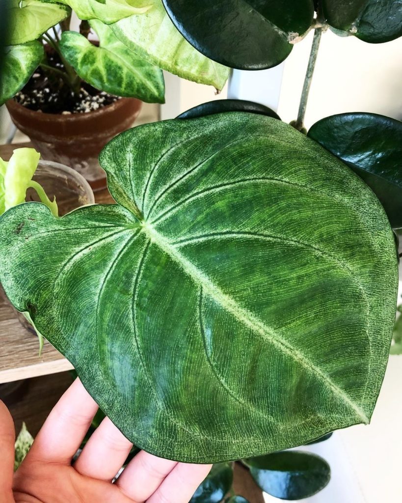 The grooves in this Syngonium macrophyllum remind us of fingerprint patterns.  P...