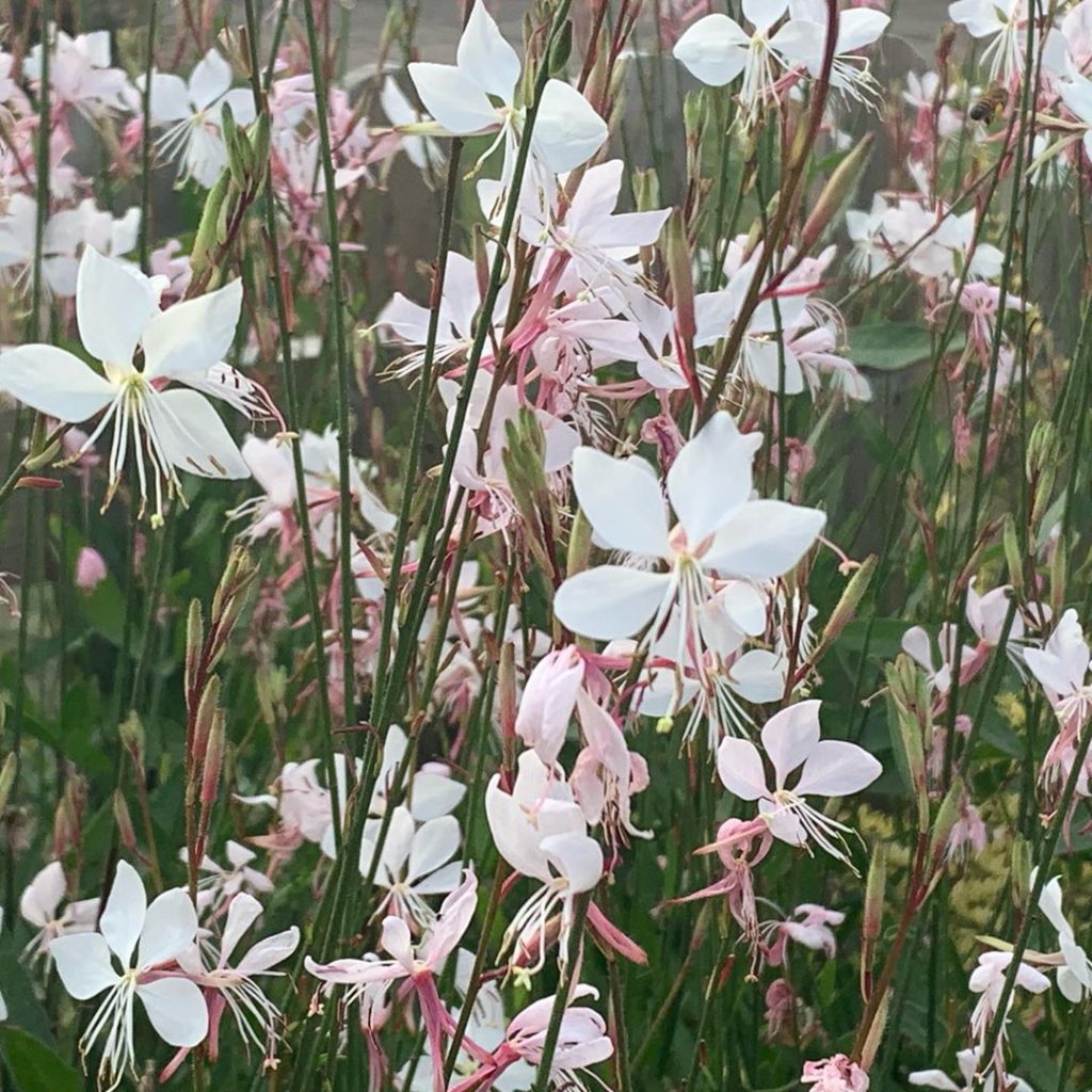 I love a hot border at this time of year but somehow all the cool kids have made...