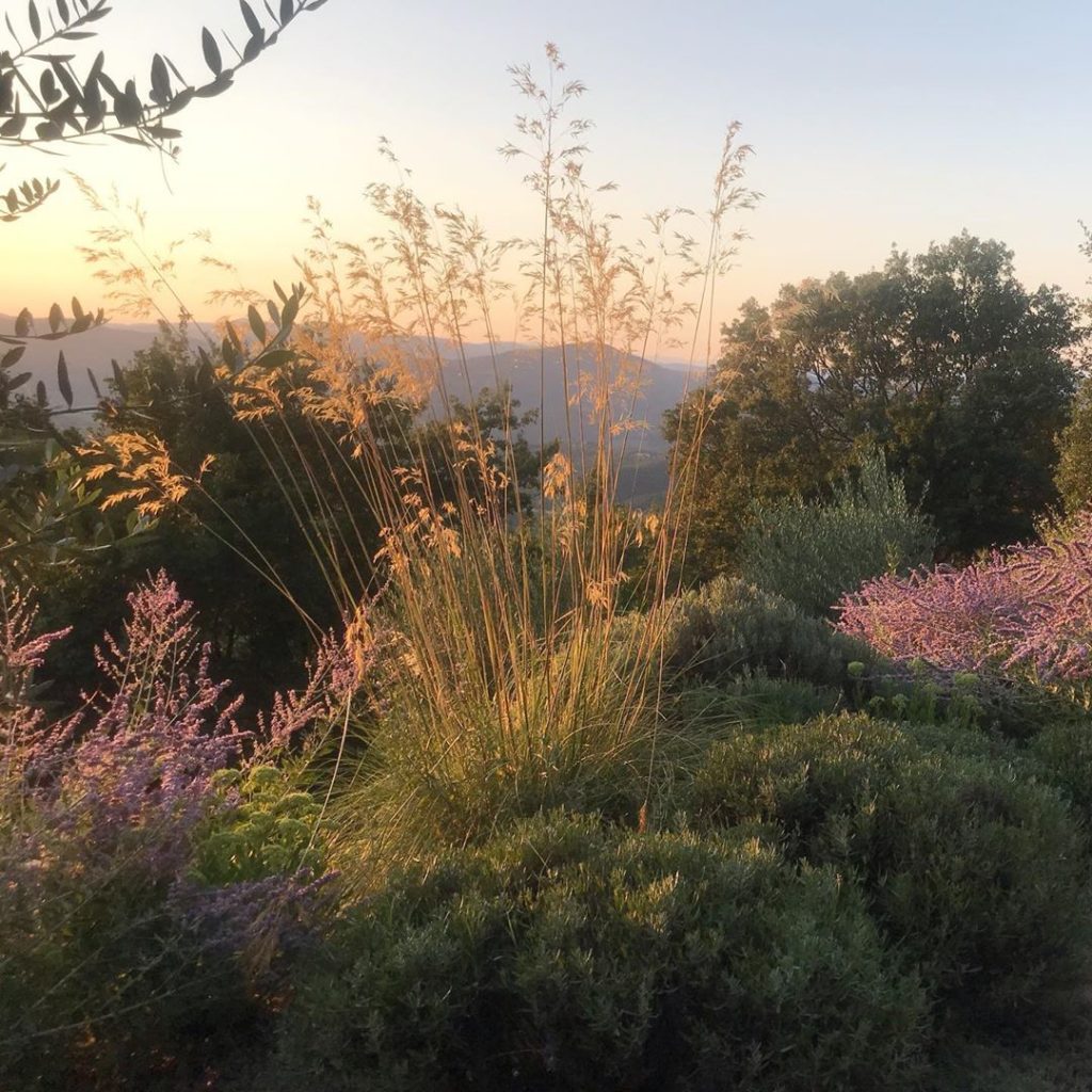 About last night... #rightplantrightplace #stipagigantea #perovskia #lavender #s...