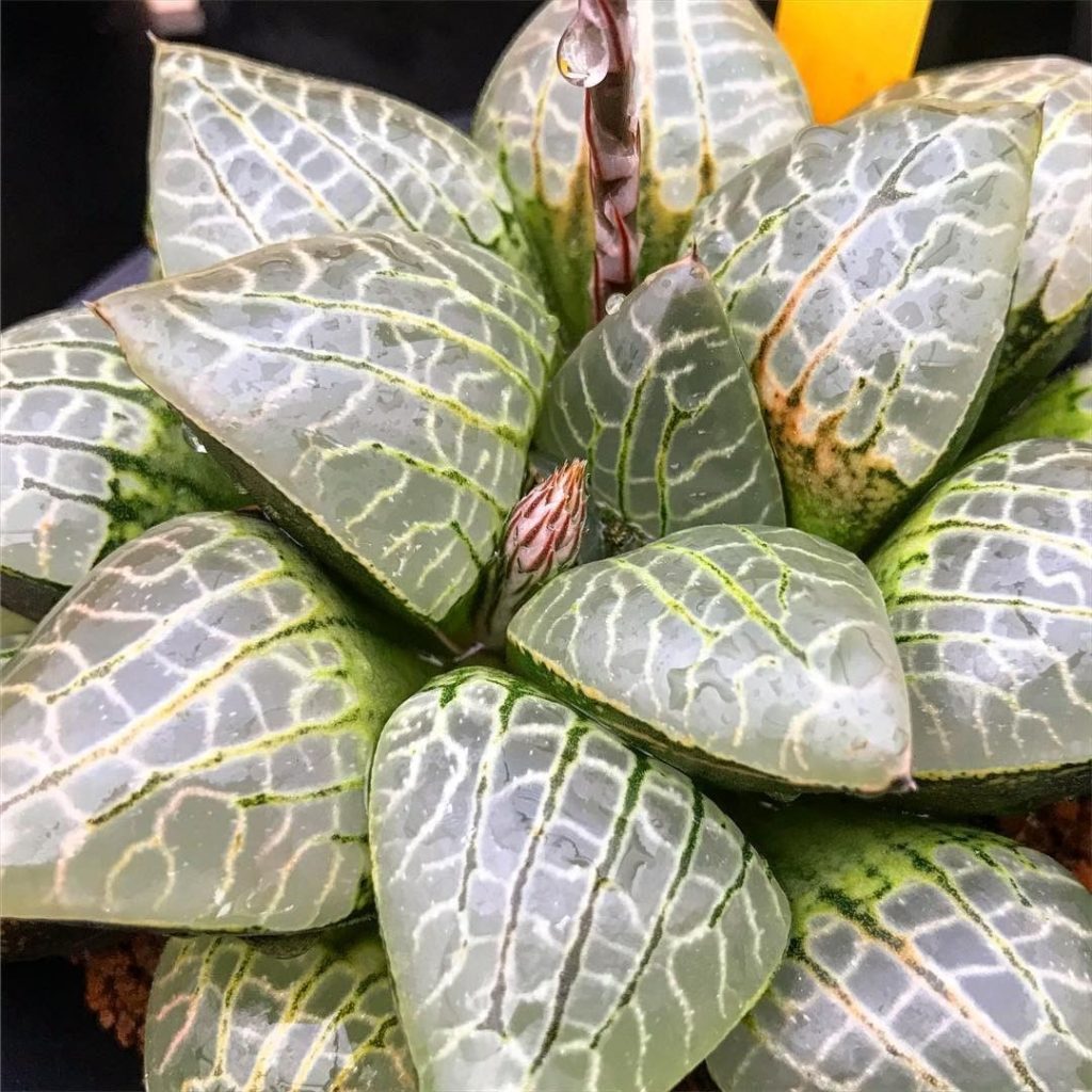 We'd give anything to inspect @rennyshaworthia's Comptoniana hybrid seedling wit...