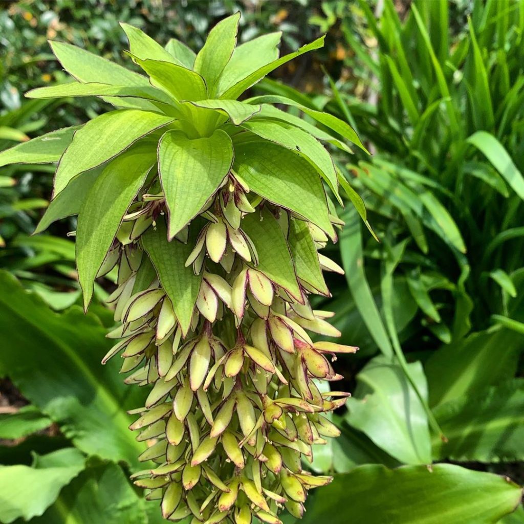 The very lovely (if a bit on the unpleasantly whiffy side) #eucomis. I’m a compl...