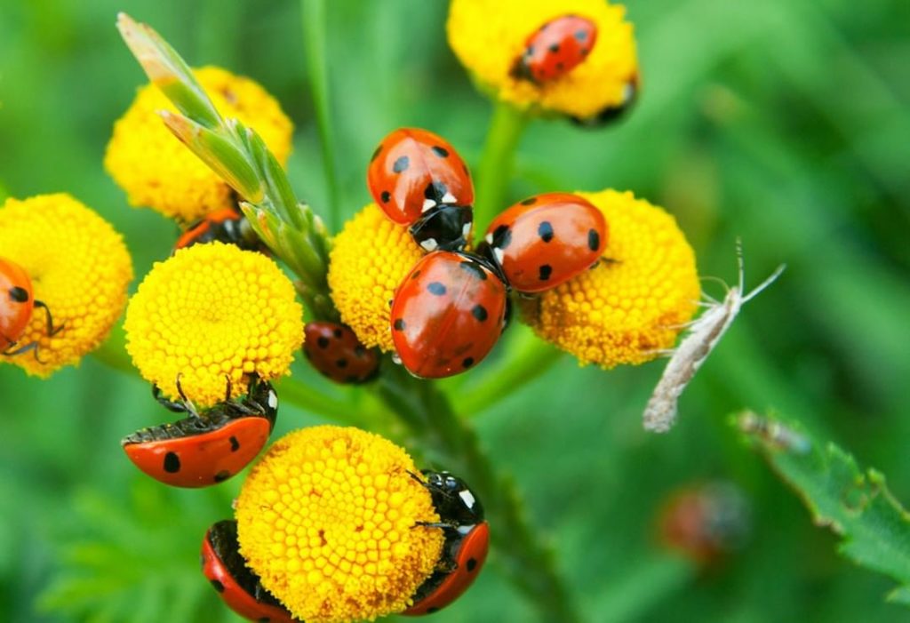 gardendesignmag: Did you know the best way to attract and keep beneficial insects is to plant nat… Did you know the best way to attract and keep beneficial insects is to plant nat...