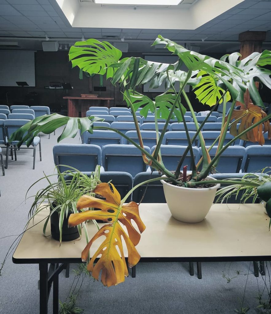 Read carefully: I'm NOT posting this to say "despite my best efforts, leaves wil...