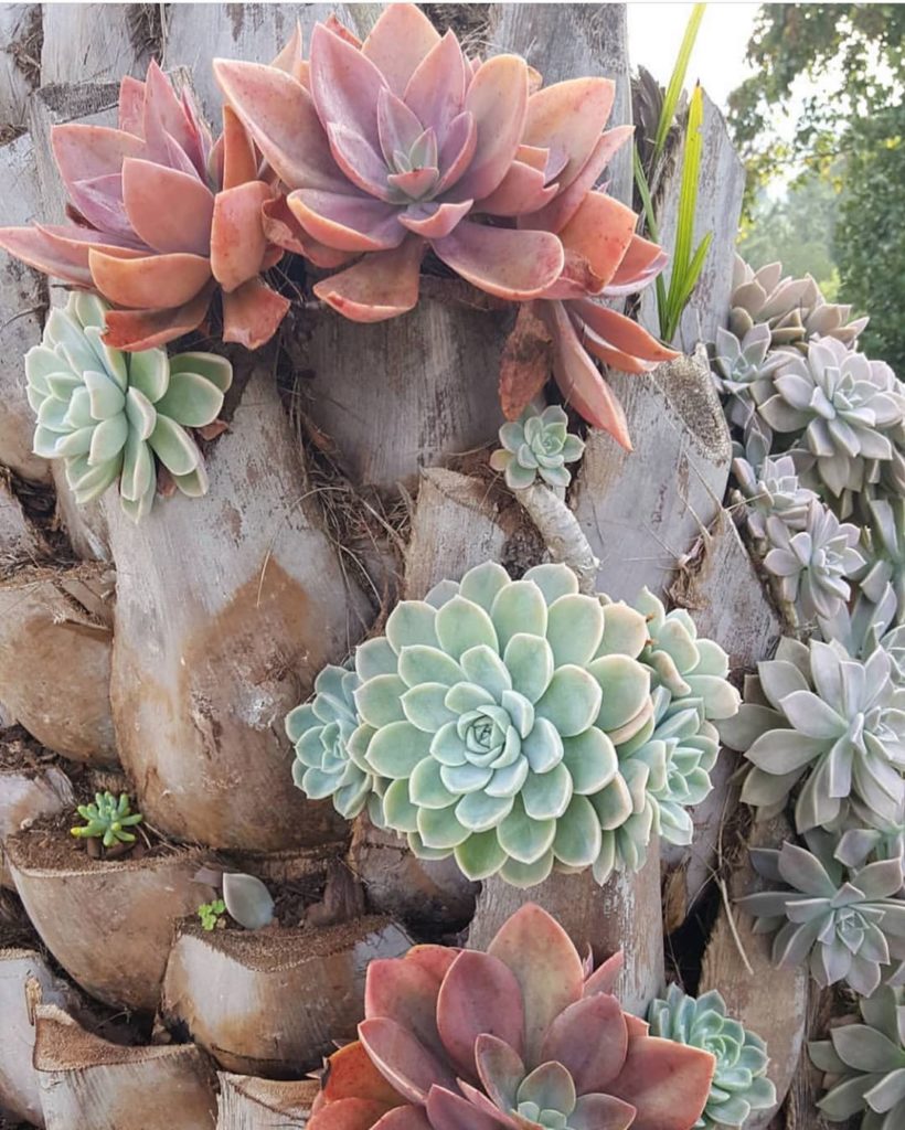 My kind of Palm TREE  (PC: unknown)...