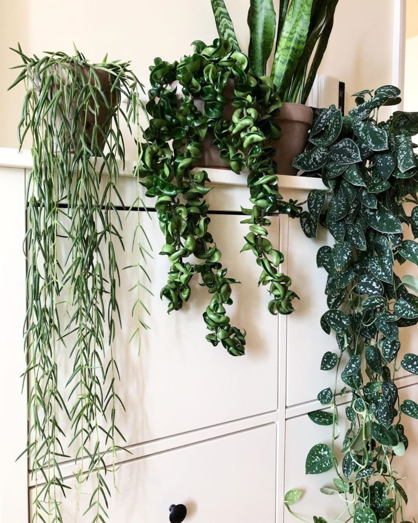 Trailing plants for days. : @basillicana's Hoya linearis and Hoya compacta and S...