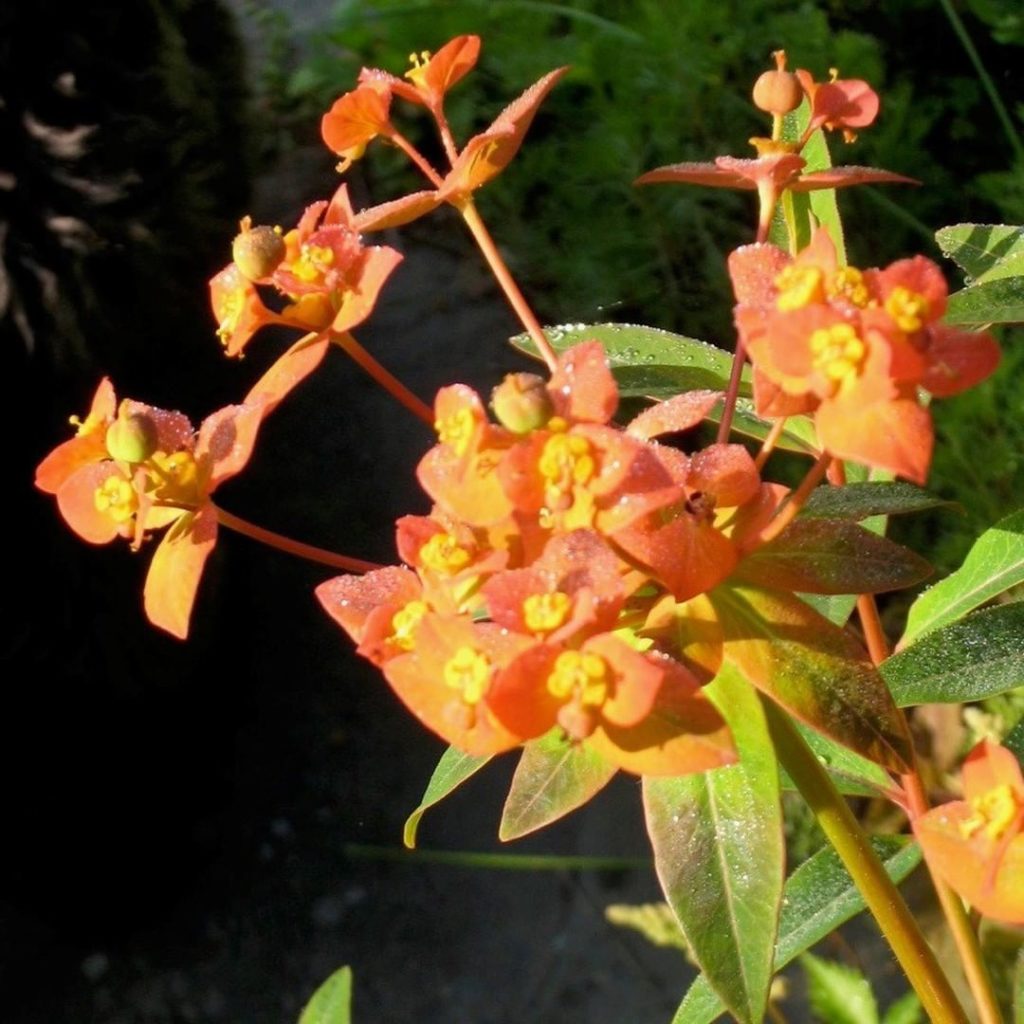gardendesignmag: Do you like your plants rare and unusual?
.
Discover truly unique plants suitabl… Do you like your plants rare and unusual?
.
Discover truly unique plants suitabl...