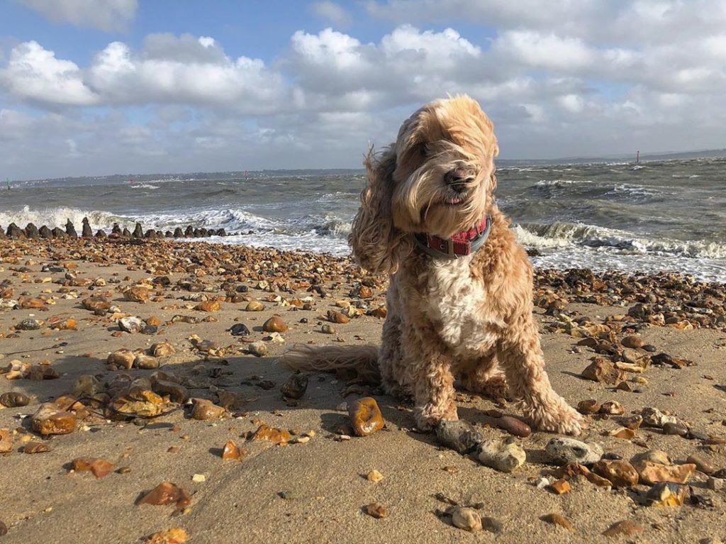 #badhairday : #cockerpoo #model #challenges! : #dogsofinstagram...