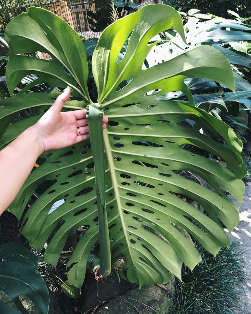 Cannot get over this massive plant at Estufa Fria in Portugal.  Photo by @taryn_...