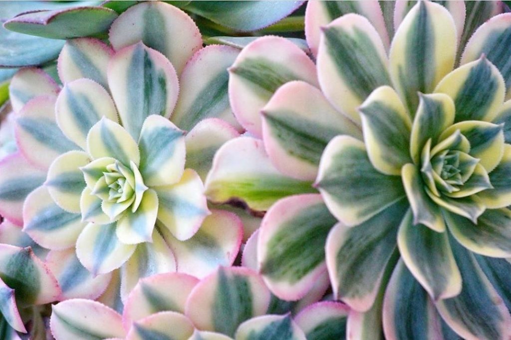 HAPPY FRIDAY from these gorgeous Aeonium Sunburst! : @gibbiflora...